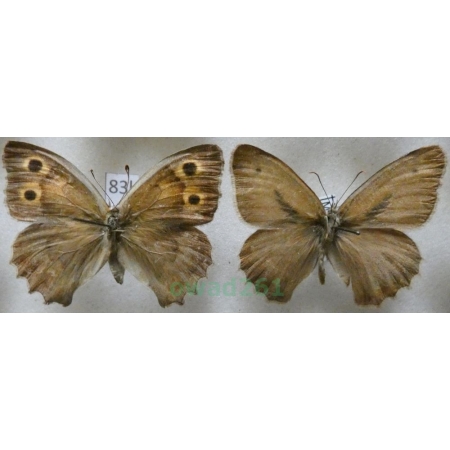 Hyponephele lupinus intermedia Staudinger, 1886 pair Turkey83k